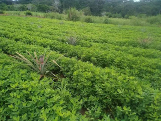 20ha de terrains agricoles a louer a kribi lieu dit Bebambwe