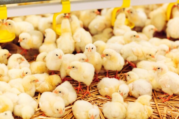 vente-des-poussins-de-chair-21-jours-big-0