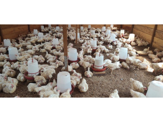 400 poulets de 45 jours disponibles à la vente.