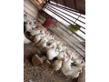 les-poussins-ou-les-canetons-small-3