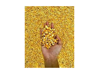 Passez vos commandes de semences de maïs